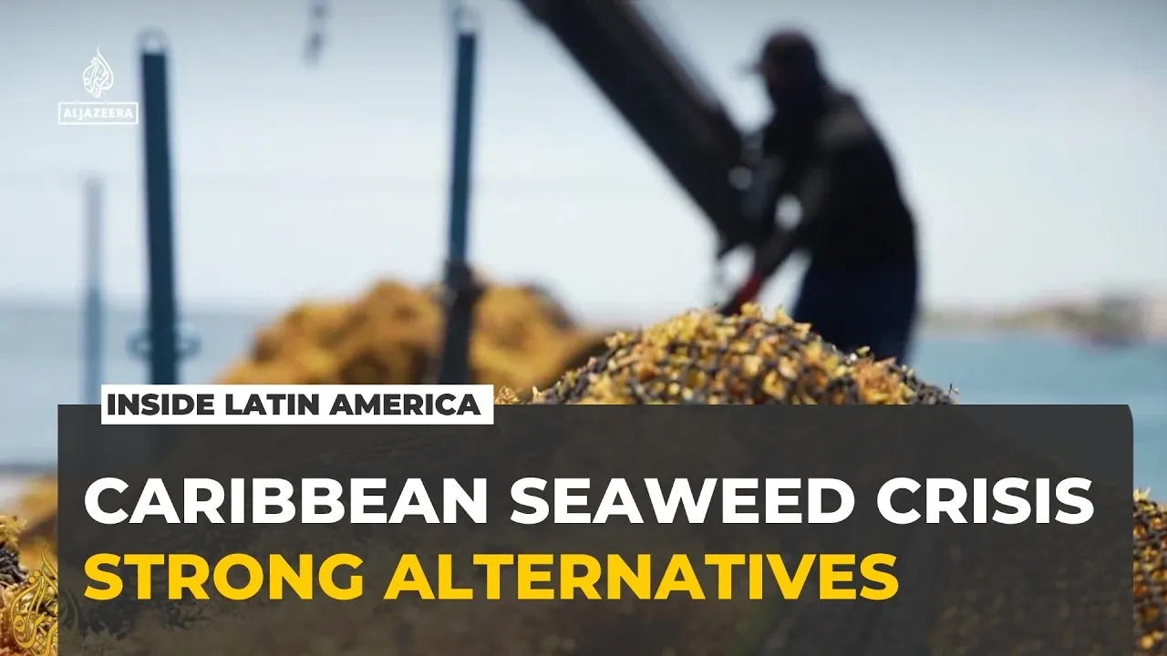 Mexico's Sargassum Crisis